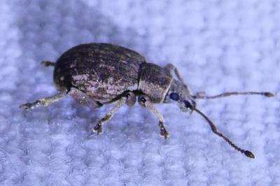 <i>Peritelus sphaeroides</i>