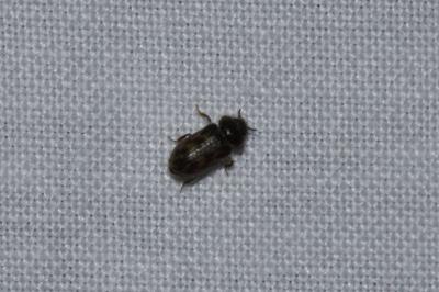 <i>Heterocerus</i>