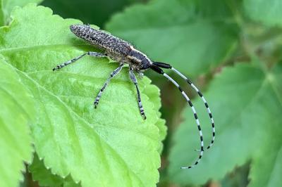 <i>Agapanthia villosoviridescens</i>