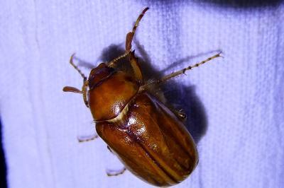 <i>Rhizotrogus</i>