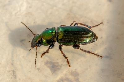 <i>Harpalus affinis</i>