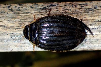 <i>Acilius sulcatus</i>
