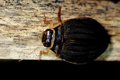 <i>Acilius sulcatus</i>
