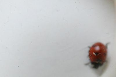 <i>Coccinella septempunctata</i>