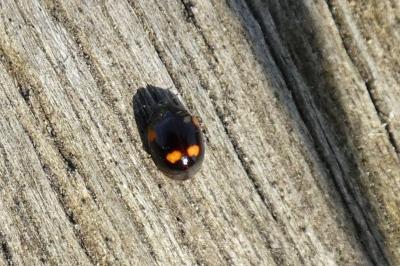<i>Adalia bipunctata</i>