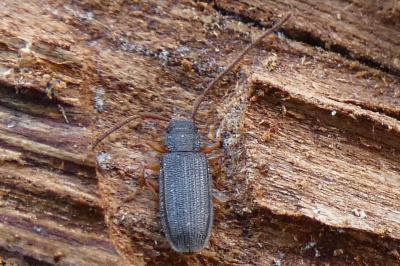 <i>Uleiota planatus</i>