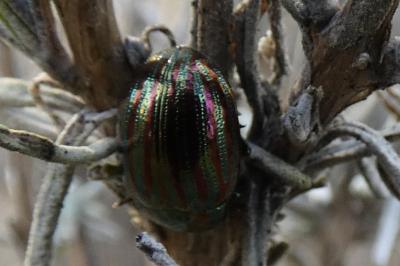 <i>Chrysolina americana</i>