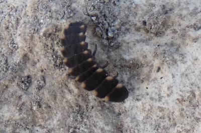 <i>Lampyris</i>