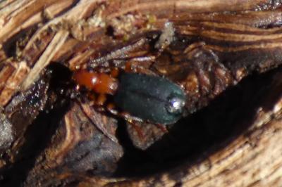 <i>Brachinus</i>