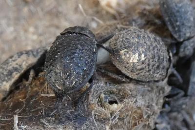 <i>Trox perlatus</i>