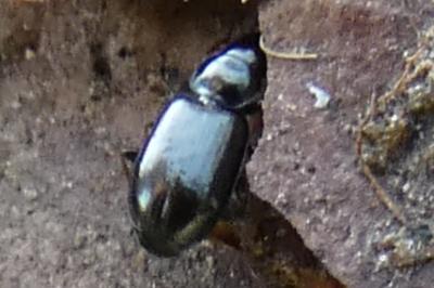 <i>Amblystomus niger</i>