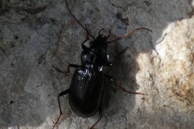 <i>Nebria</i>