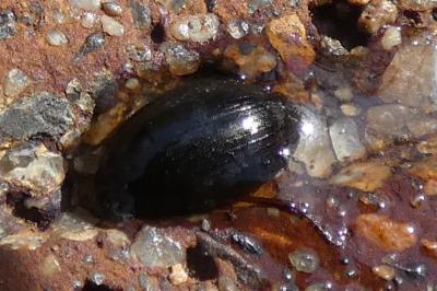 <i>Hydrobius</i>