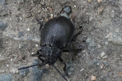 <i>Galeruca tanaceti</i>