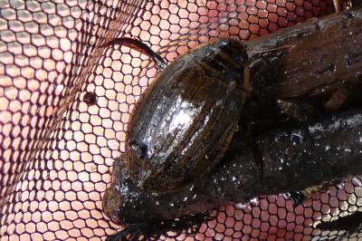<i>Acilius sulcatus</i>