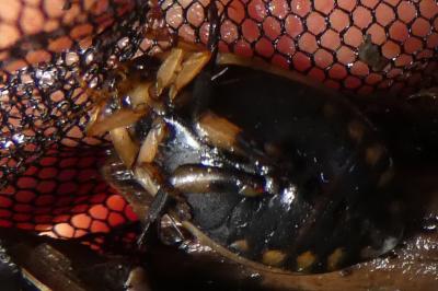 <i>Acilius sulcatus</i>