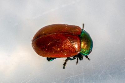 <i>Chrysolina polita</i>
