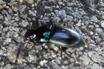 <i>Harpalus dimidiatus</i>