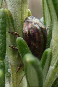 <i>Chrysolina americana</i>