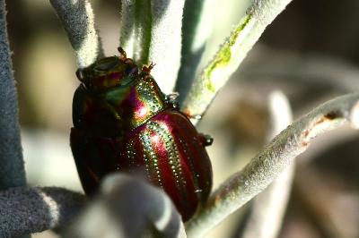 <i>Chrysolina americana</i>
