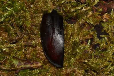 <i>Lucanus cervus</i>