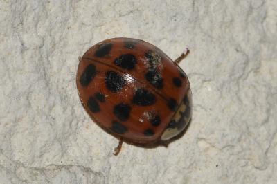 <i>Harmonia axyridis</i>