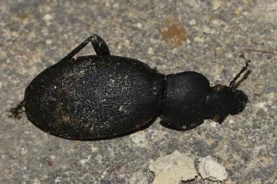<i>Carabus coriaceus</i>