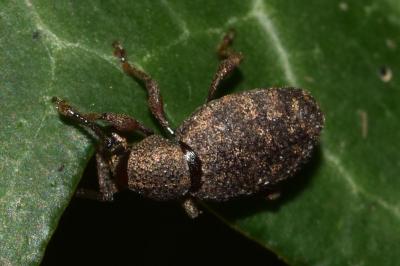 <i>Otiorhynchus</i>
