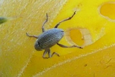 <i>Exapion</i>
