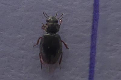 <i>Ochthebius</i>