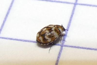 <i>Anthrenus verbasci</i>