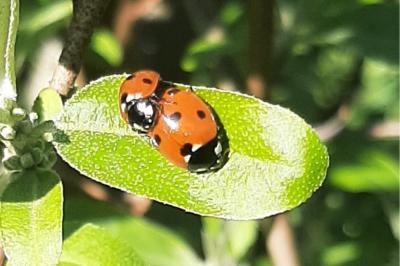 <i>Coccinella septempunctata</i>
