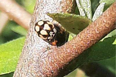 <i>Adalia decempunctata</i>