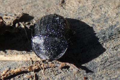 <i>Phosphuga atrata</i>