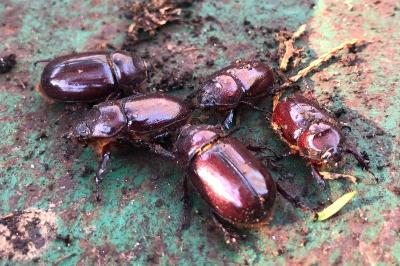 <i>Oryctes nasicornis</i>