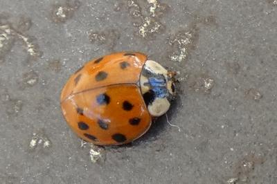<i>Harmonia axyridis</i>