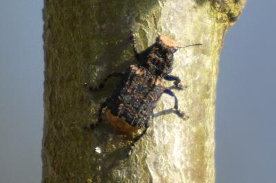 <i>Platyrhinus resinosus</i>