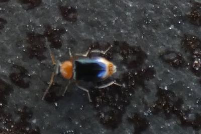 <i>Hypebaeus pius</i>