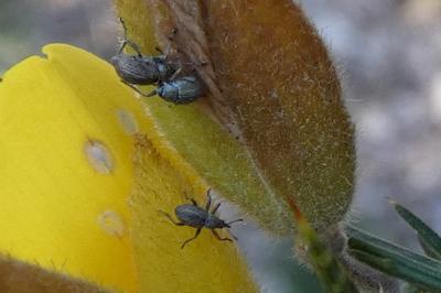 <i>Exapion</i>