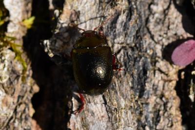 <i>Chrysolina bankii</i>