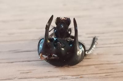 <i>Typhaeus typhoeus</i>