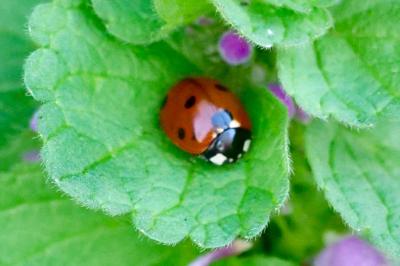 <i>Coccinella septempunctata</i>