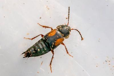 <i>Tachinus subterraneus</i>