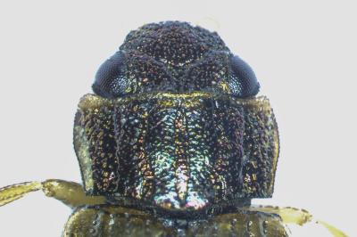 <i>Helophorus dorsalis</i>
