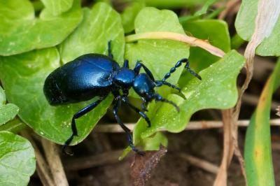 <i>Meloe violaceus</i>