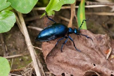 <i>Meloe violaceus</i>