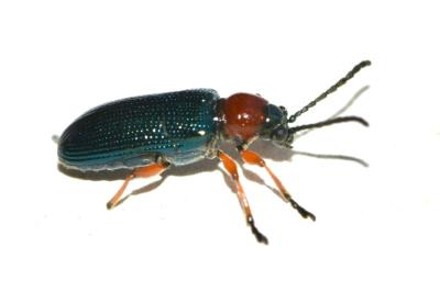 <i>Oulema melanopus/duftschmidi</i>