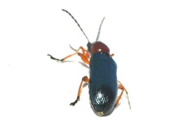 <i>Oulema melanopus/duftschmidi</i>