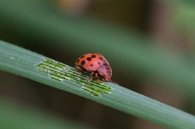 <i>Subcoccinella vigintiquatuorpunctata</i>