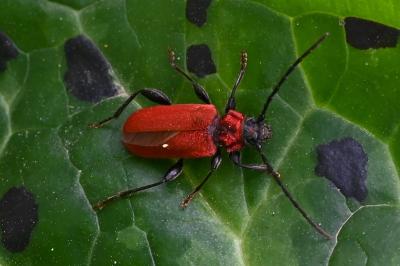 <i>Pyrrhidium sanguineum</i>